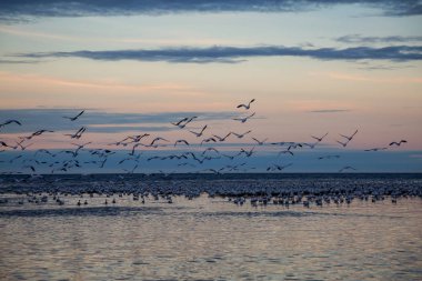 Canlı bir gün batımı sırasında Atlas Okyanusu kıyısında kuşlar sürüsü. Rimouski, Quebec, Kanada'da alınan.