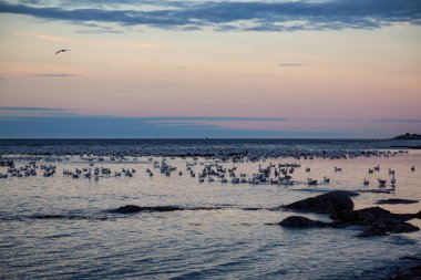 Canlı bir gün batımı sırasında Atlas Okyanusu kıyısında kuşlar sürüsü. Rimouski, Quebec, Kanada'da alınan.