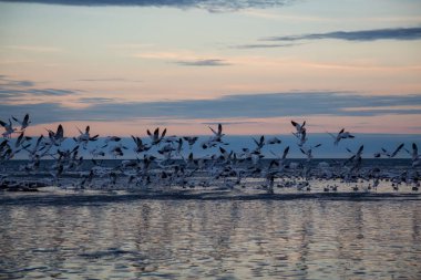 Canlı bir gün batımı sırasında Atlas Okyanusu kıyısında kuşlar sürüsü. Rimouski, Quebec, Kanada'da alınan.