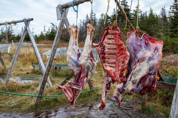Plum Point, Newfoundland, Canada - October 12, 2018: Moose meat hanging outside after hunters have killed it.