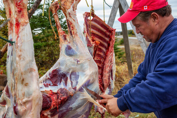 Plum Point, Newfoundland, Canada - October 12, 2018: Hunter cutting Moose meat with a knife after the hunt.