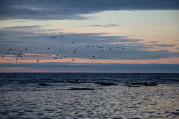 Flock of birds on the Atlantic Ocean Coast during a vibrant sunset. Taken in Rimouski, Quebec, Canada.