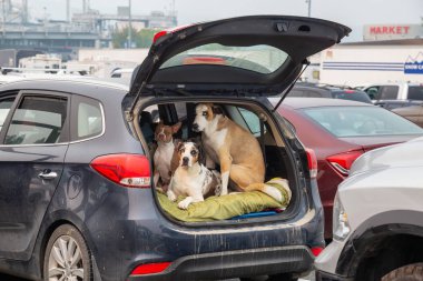 Nanaimo, Vancouver Adası, British Columbia, Kanada - 22 Ağustos 2018: feribot terminalinde beklerken bir arabada oturan köpekler.