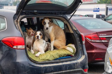 Nanaimo, Vancouver Adası, British Columbia, Kanada - 22 Ağustos 2018: feribot terminalinde beklerken bir arabada oturan köpekler.