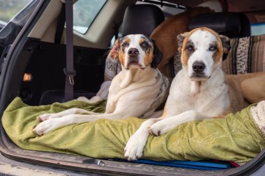 Nanaimo, Vancouver Adası, British Columbia, Kanada - 22 Ağustos 2018: feribot terminalinde beklerken bir arabada oturan köpekler.