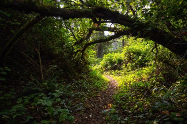 Bir canlı yaz gün boyunca yeşil yağmur ormanları. Kuzey Vancouver Adası, M.ö., Kanada'da alınan.