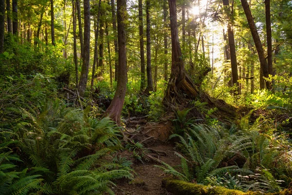 Bir ormandaki bir canlı yaz gün boyunca güzel yolu. Alınan Sal Cove Provincial Park, Kuzey Vancouver Adası, Bc, Kanada.