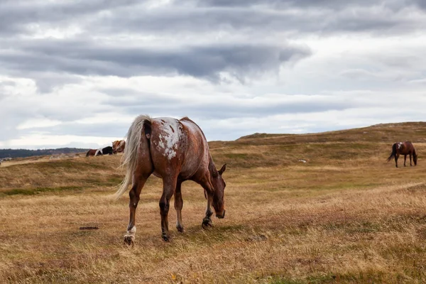 Cheval Sauvage Sur Côte Océan Atlantique Pendant Une Soirée Nuageuse — Photo