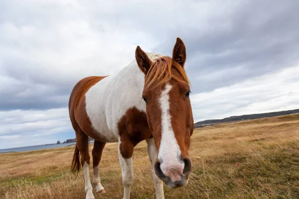 Wild Horse Wybrzeżu Oceanu Atlantyckiego Pochmurny Wieczór Lochu Provincial Park — Zdjęcie stockowe