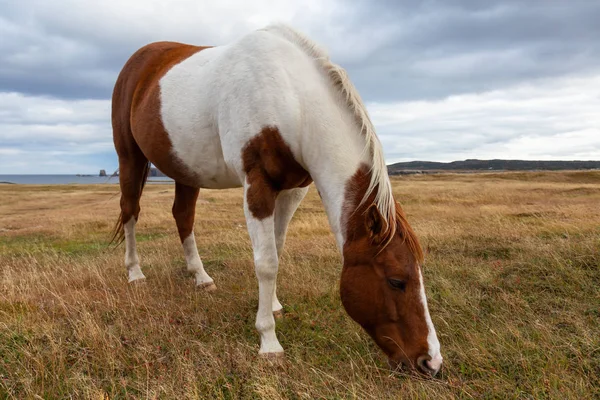 Wild Horse Wybrzeżu Oceanu Atlantyckiego Pochmurny Wieczór Lochu Provincial Park — Zdjęcie stockowe