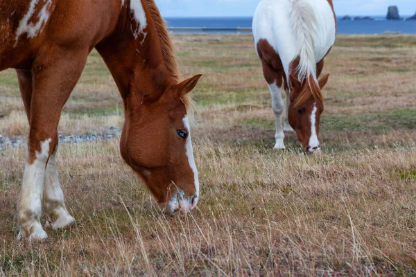 Cheval Sauvage Sur Côte Océan Atlantique Pendant Une Soirée Nuageuse — Photo