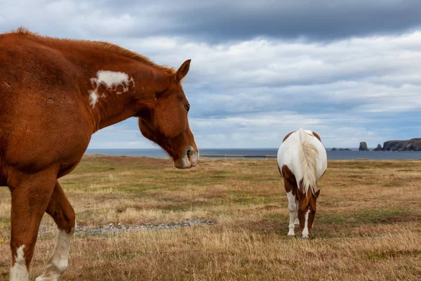 Cheval Sauvage Sur Côte Océan Atlantique Pendant Une Soirée Nuageuse — Photo