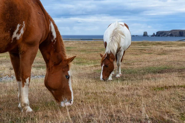 Wild Horse Atlantic Ocean Coast Cloudy Evening Taken Dungeon Provincial — Stock Photo, Image