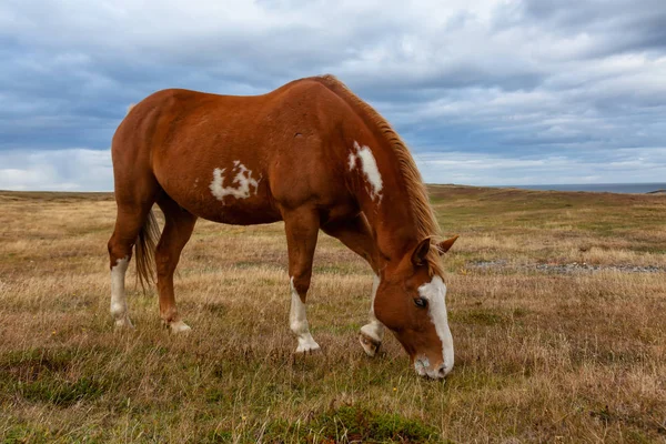 Divoký Kůň Pobřeží Atlantského Oceánu Během Večera Přeháňky Sklepení Provincial — Stock fotografie