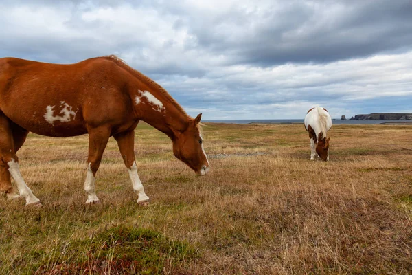 Cheval Sauvage Sur Côte Océan Atlantique Pendant Une Soirée Nuageuse — Photo