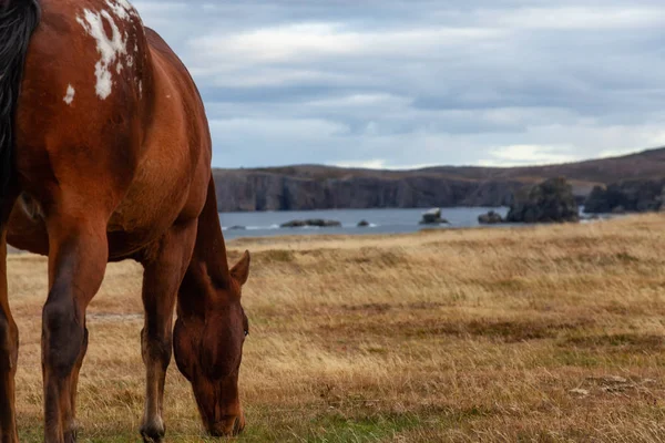 Divoký Kůň Pobřeží Atlantského Oceánu Během Večera Přeháňky Sklepení Provincial — Stock fotografie