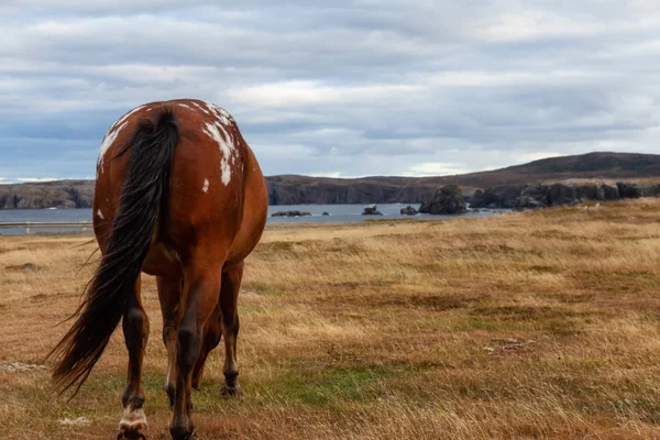 Cheval Sauvage Sur Côte Océan Atlantique Pendant Une Soirée Nuageuse — Photo