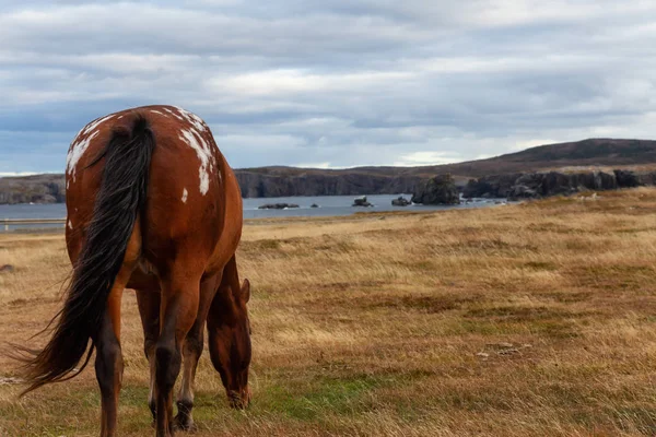 Wild Horse Atlantic Ocean Coast Cloudy Evening Taken Dungeon Provincial — Stock Photo, Image