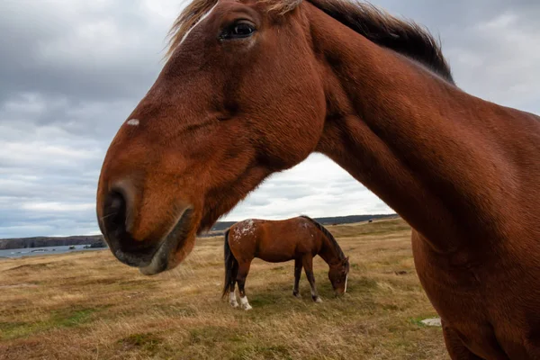 Cheval Sauvage Sur Côte Océan Atlantique Pendant Une Soirée Nuageuse — Photo