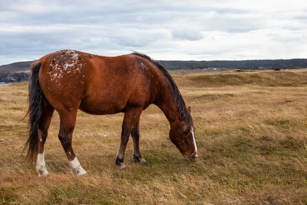 Cheval Sauvage Sur Côte Océan Atlantique Pendant Une Soirée Nuageuse — Photo