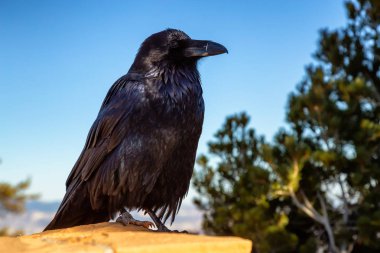 Büyük siyah ortak Raven içinde Bryce Canyon Milli Parkı, Utah, Amerika Birleşik Devletleri.