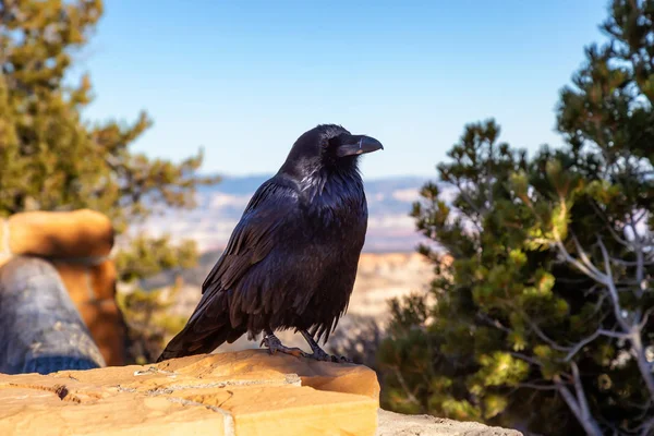 Large Black Common Raven Bryce Canyon National Park Utah Estados —  Fotos de Stock