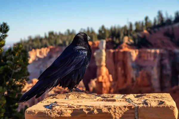 Large Black Common Raven Bryce Canyon National Park Utah Estados —  Fotos de Stock