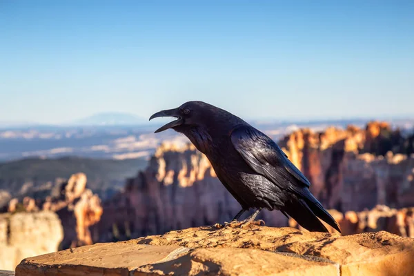 Large Black Common Raven Bryce Canyon National Park Utah Estados —  Fotos de Stock