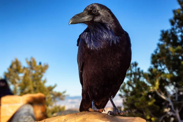 Grande Corvo Comune Nero Nel Bryce Canyon National Park Utah — Foto Stock