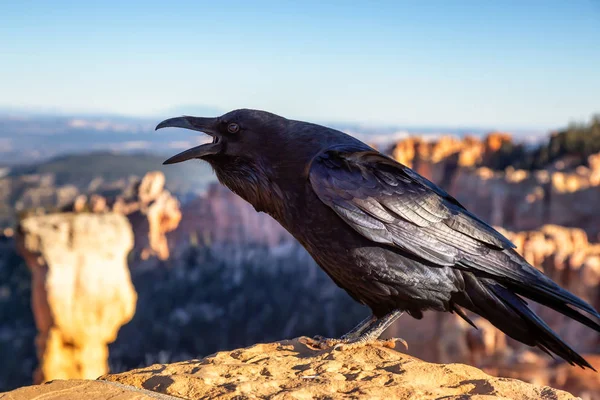 Large Black Common Raven Bryce Canyon National Park Utah Estados —  Fotos de Stock