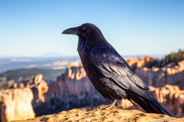 Grande Corvo Comune Nero Nel Bryce Canyon National Park Utah — Foto Stock