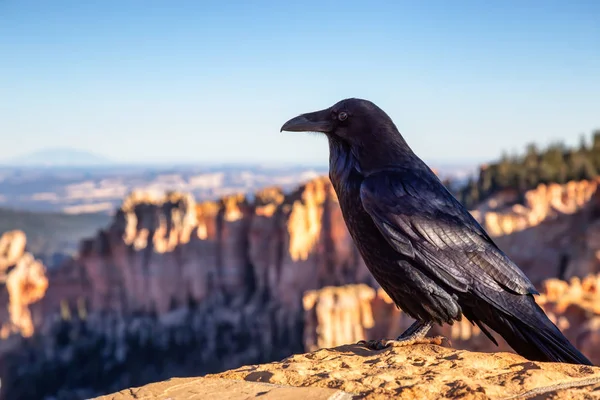 Large Black Common Raven Bryce Canyon National Park Utah Estados —  Fotos de Stock