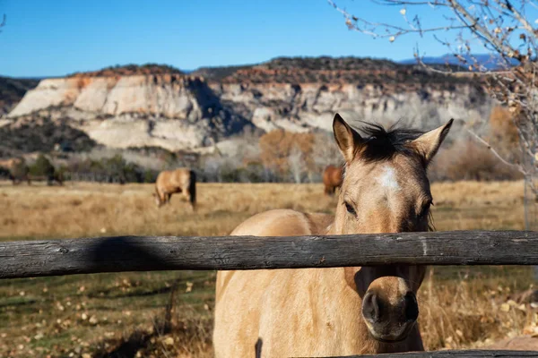 Güneşli Bir Gün Boyunca Istikrarlı Bir Boulder Utah Amerika Birleşik — Stok fotoğraf