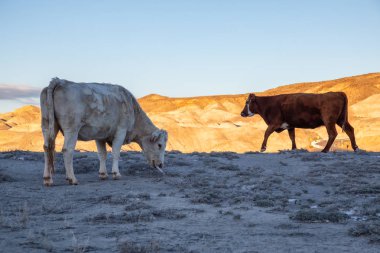 Canlı bir güneşli sabah sırasında çöl alanında ücretsiz aralığı inek. Caineville, Utah, Amerika Birleşik Devletleri yanında alınan.