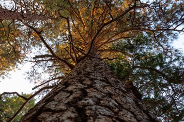 Görünümünü büyük uzun ağaç, Yosemite Milli Parkı, California, Amerika Birleşik Devletleri.