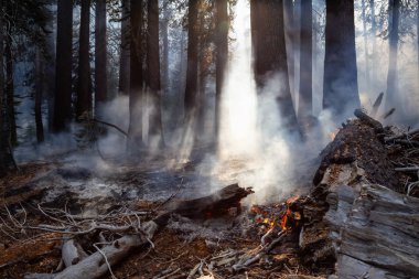 Vahşi orman yangını Yosemite Milli Parkı, California, Amerika Birleşik Devletleri için. 2018 sonbahar sezonunda alınan.