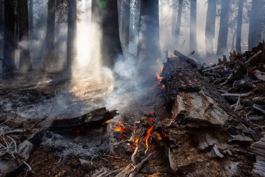 Vahşi orman yangını Yosemite Milli Parkı, California, Amerika Birleşik Devletleri için. 2018 sonbahar sezonunda alınan.