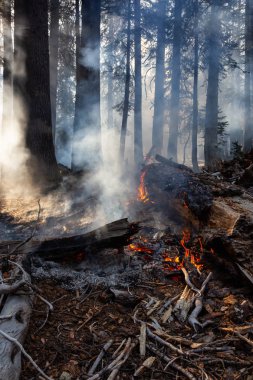 Vahşi orman yangını Yosemite Milli Parkı, California, Amerika Birleşik Devletleri için. 2018 sonbahar sezonunda alınan.