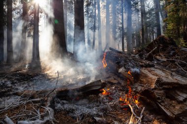 Vahşi orman yangını Yosemite Milli Parkı, California, Amerika Birleşik Devletleri için. 2018 sonbahar sezonunda alınan.