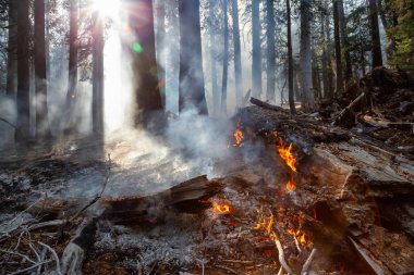 Vahşi orman yangını Yosemite Milli Parkı, California, Amerika Birleşik Devletleri için. 2018 sonbahar sezonunda alınan.