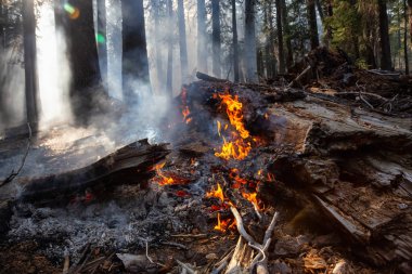 Vahşi orman yangını Yosemite Milli Parkı, California, Amerika Birleşik Devletleri için. 2018 sonbahar sezonunda alınan.