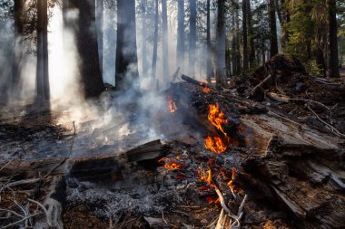 Vahşi orman yangını Yosemite Milli Parkı, California, Amerika Birleşik Devletleri için. 2018 sonbahar sezonunda alınan.