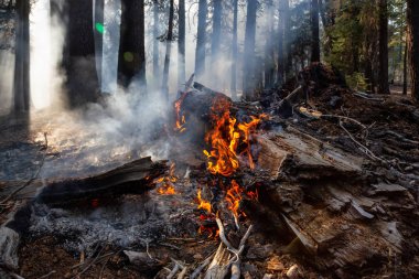 Vahşi orman yangını Yosemite Milli Parkı, California, Amerika Birleşik Devletleri için. 2018 sonbahar sezonunda alınan.