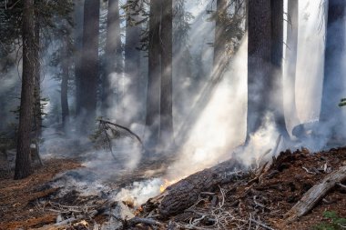 Vahşi orman yangını Yosemite Milli Parkı, California, Amerika Birleşik Devletleri için. 2018 sonbahar sezonunda alınan.