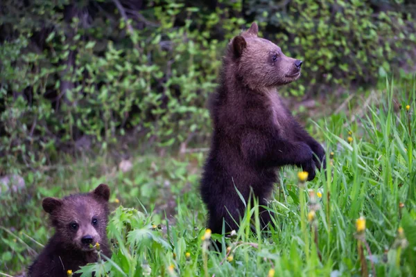 Γκρίζλυ Cubs Στο Δάσος Λαμβάνονται Εθνικό Πάρκο Μπανφ Αλμπέρτα Καναδάς — Φωτογραφία Αρχείου