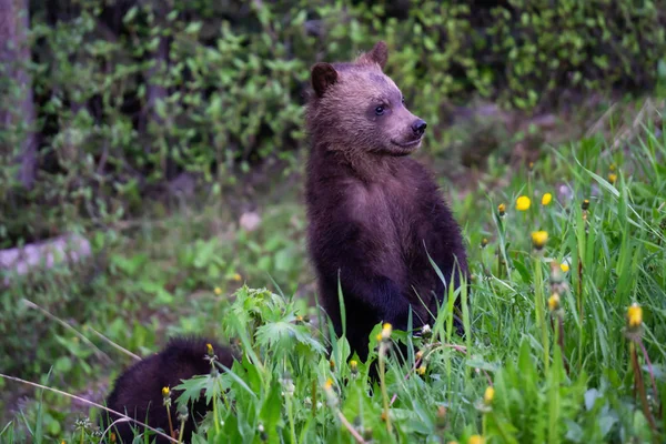Γκρίζλυ Cubs Στο Δάσος Λαμβάνονται Εθνικό Πάρκο Μπανφ Αλμπέρτα Καναδάς — Φωτογραφία Αρχείου