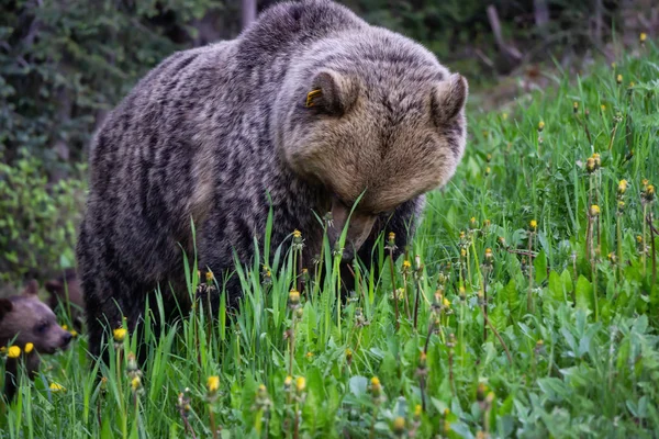 Mother Grizzly Bear is eating weeds and grass in the nature. Taken in Banff National Park, Alberta, Canada.