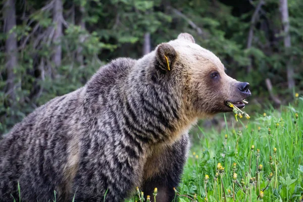 熊妈妈在大自然中吃杂草和草 在加拿大艾伯塔省班夫国家公园拍摄 — 图库照片