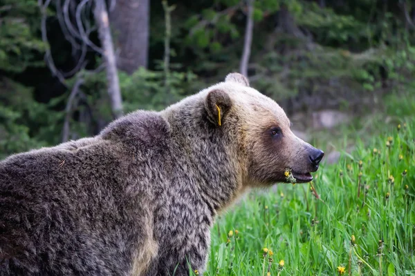 Madre Orso Grizzly Sta Mangiando Erbacce Erba Nella Natura Preso — Foto Stock