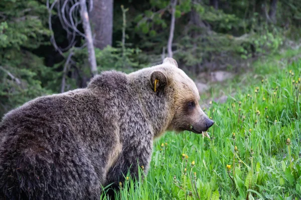 母クマは 自然の中で雑草と草を食べています カナダ アルバータ州バンフ国立公園で撮影 — ストック写真